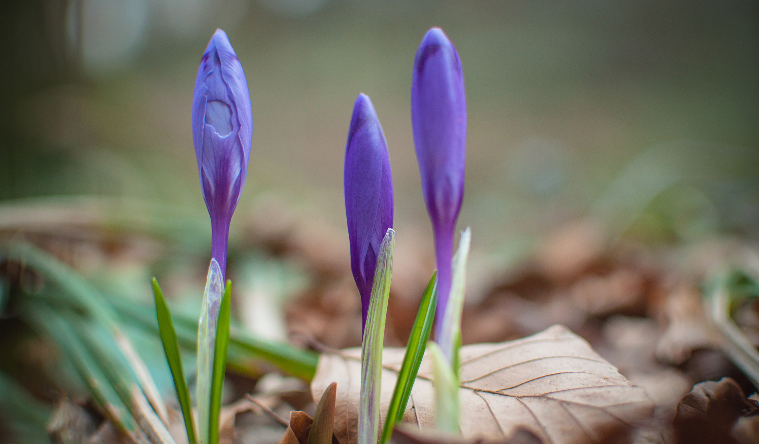 Drie paarse krokussen in knop, omgeven door bruine bladeren.