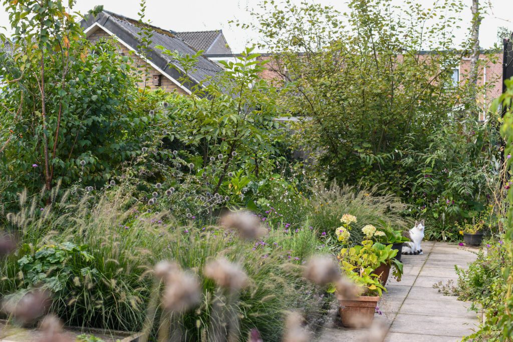 Weelderige tuin met bloeiende planten en struiken, een witgrijze kat zit op een betegeld pad.