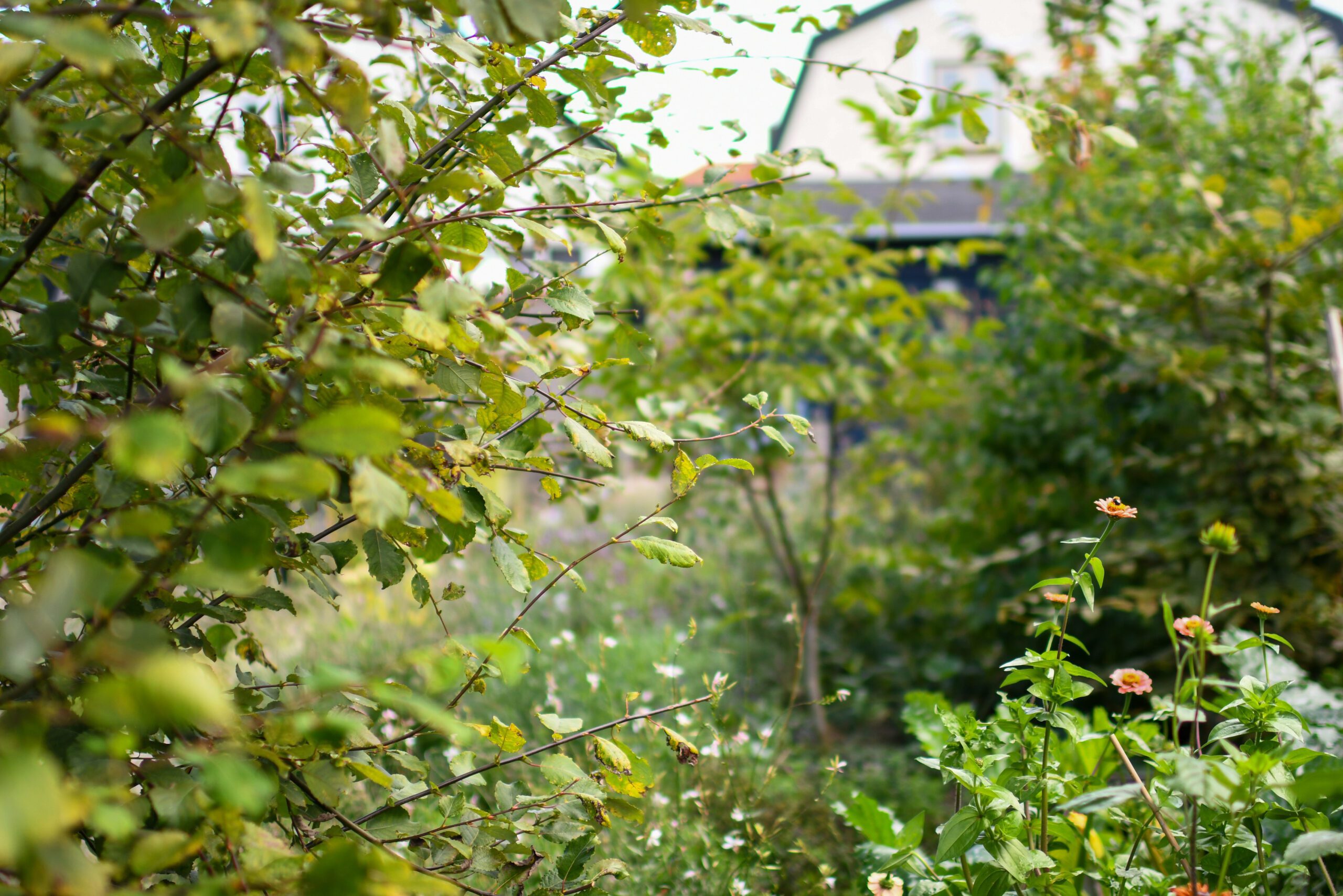 Een groene tuin met bloeiende bloemen en een vaag zicht op een huis in de achtergrond.