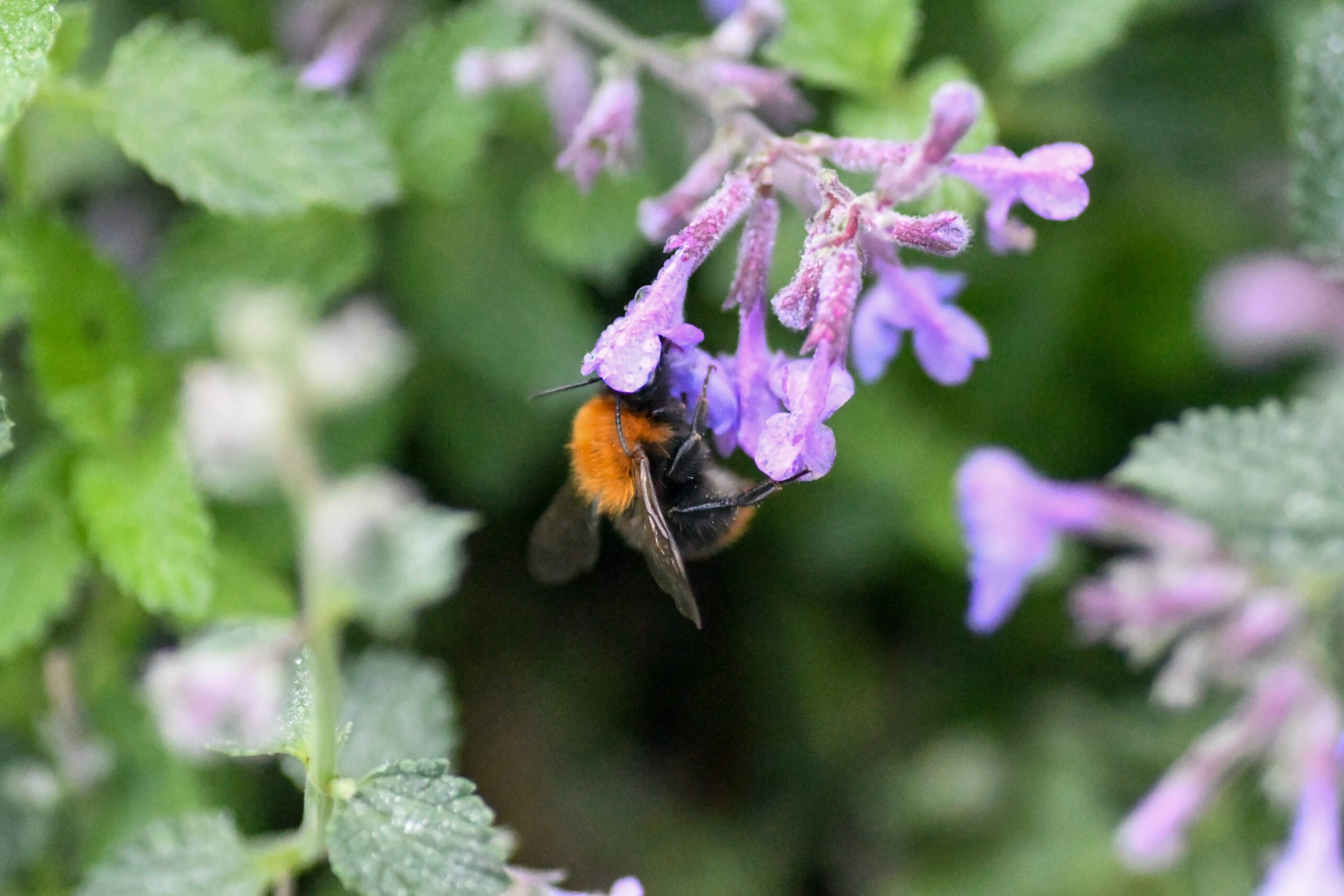 Hommel op paarse bloem, omgeven door groene bladeren.