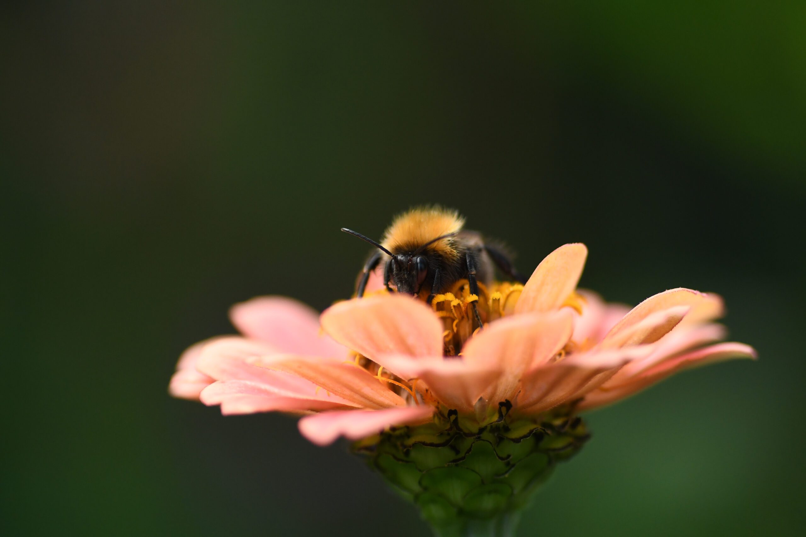 Bij op een roze bloem tegen een groene achtergrond.