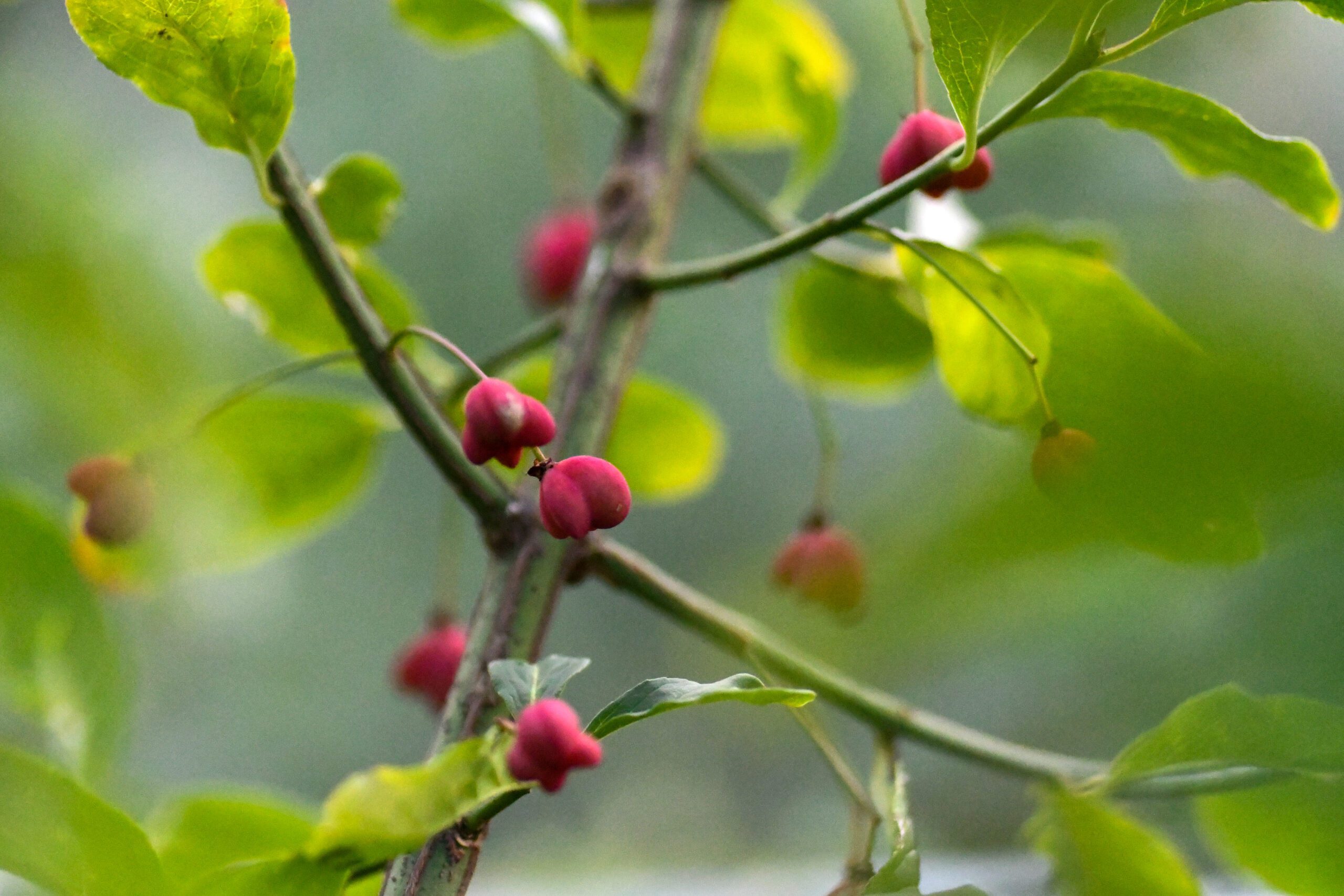 Groene takken met felgroene bladeren en kleine, roze bessen.