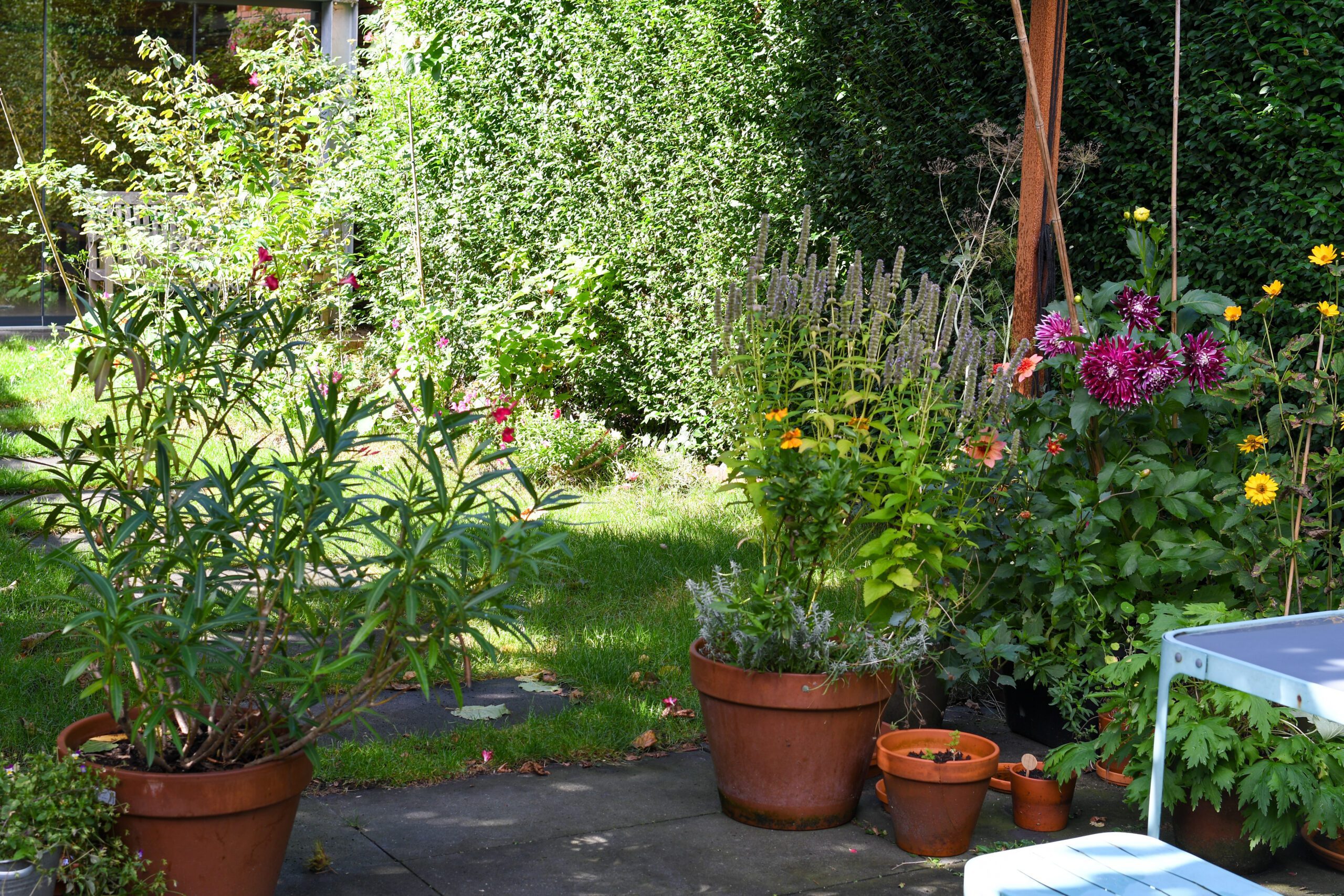 Tuin met bloempotten vol diverse planten en bloemen naast een grasveld.