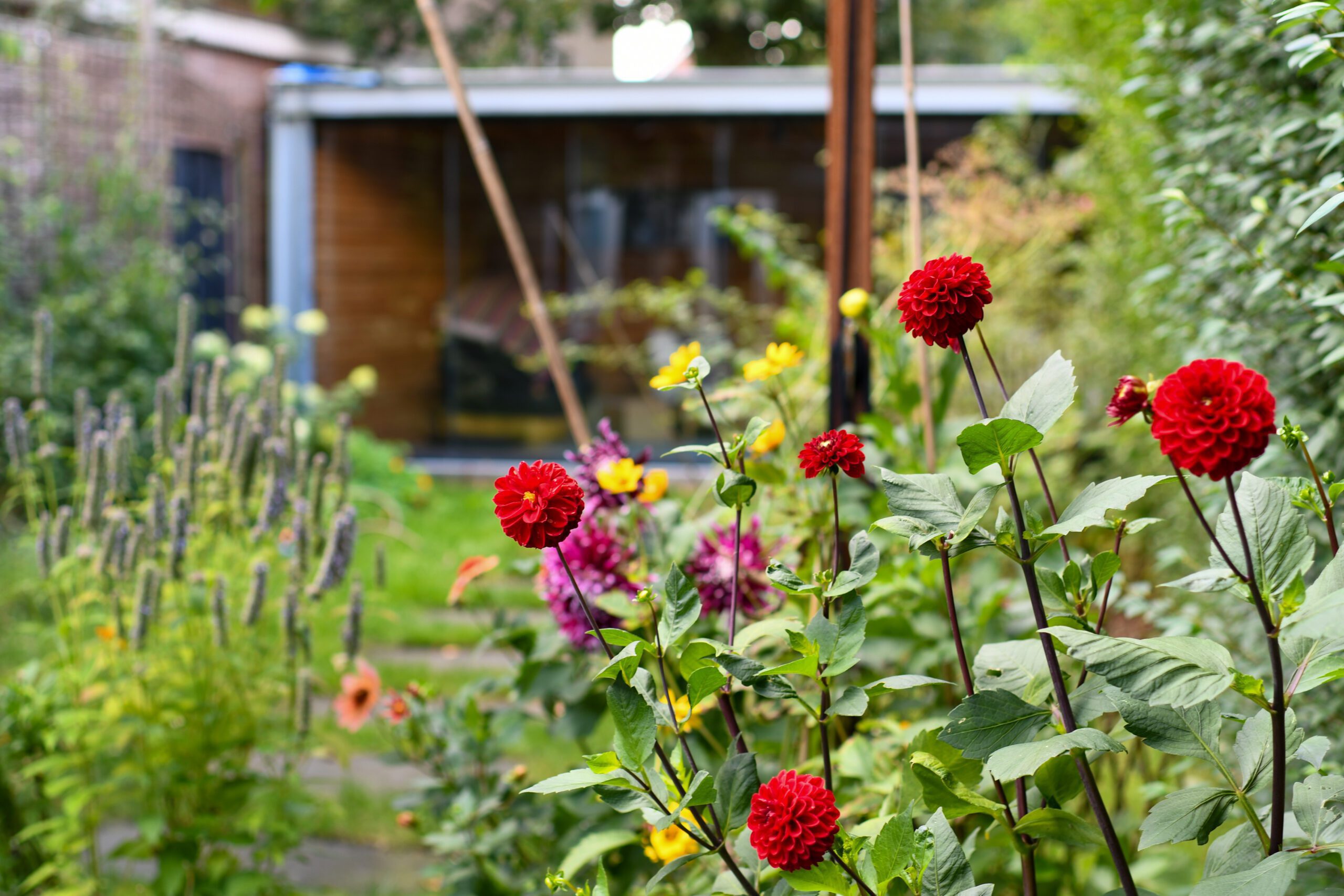 Rode dahlia's in bloei, omringd door diverse bloemen in een weelderige tuin bij een glazen tuinhuis.