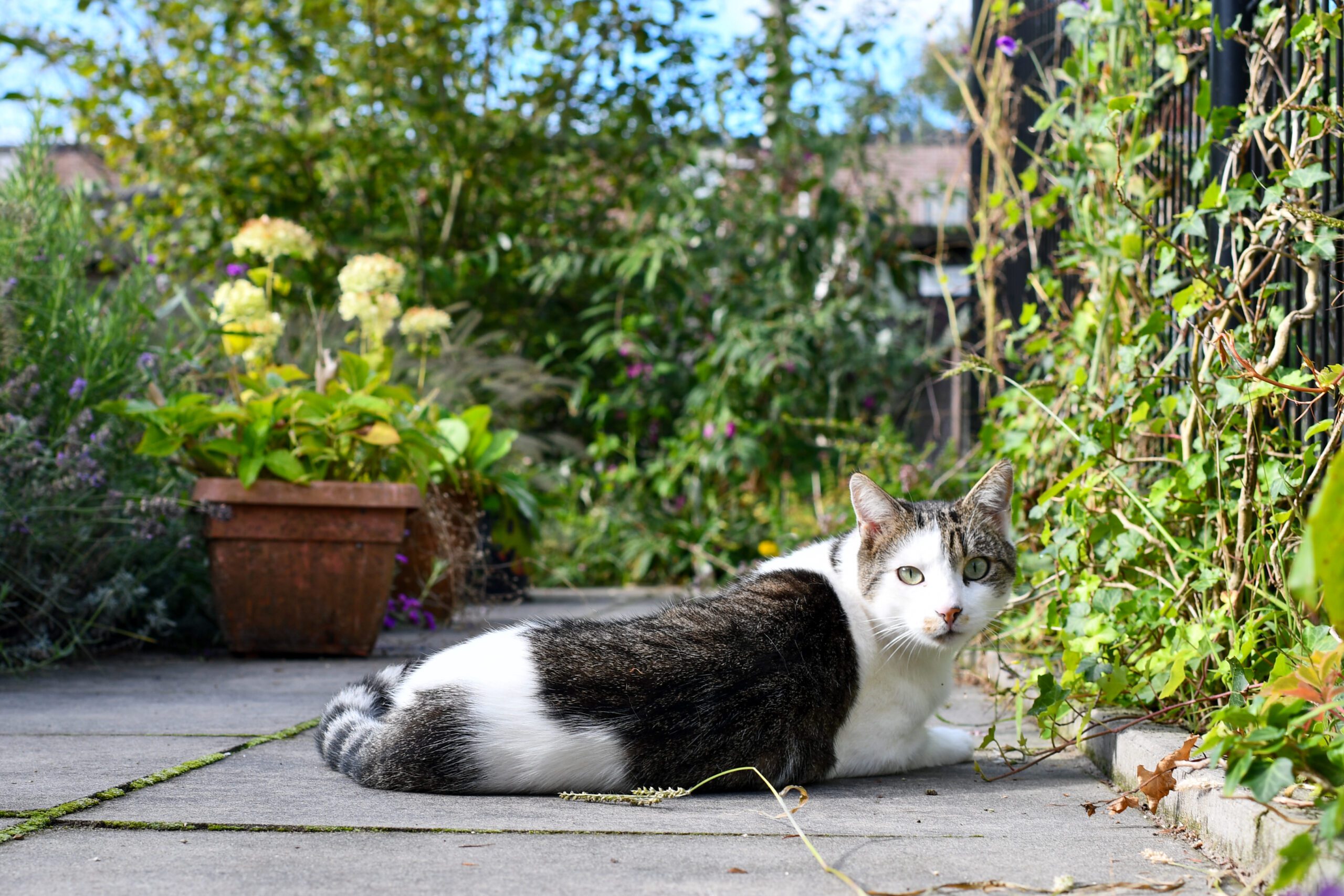 Liggende kat op terras met groene planten en bloemen in een pot, zonnige tuinomgeving.