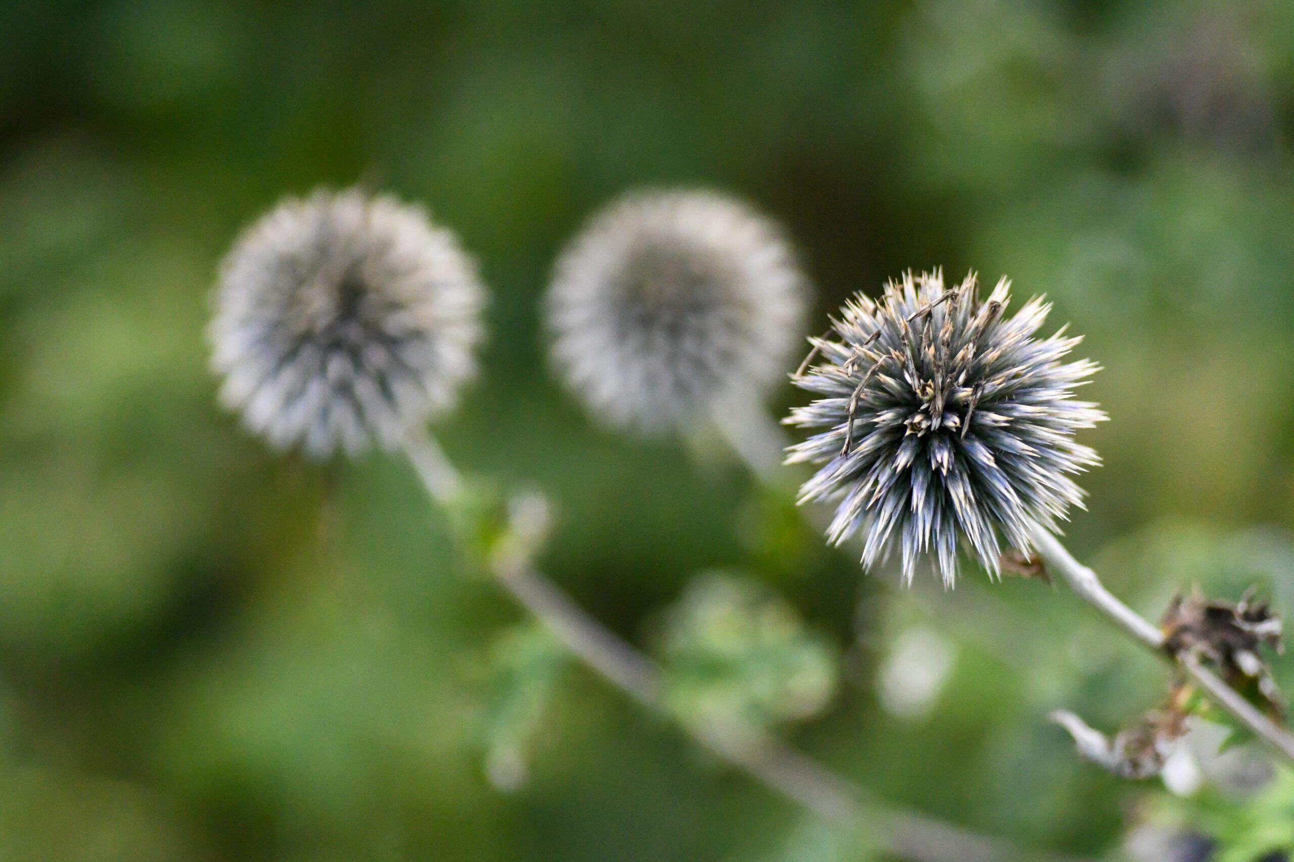 Drie wazige distelbloemen tegen een groene achtergrond, één scherp en op de voorgrond.