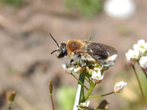 Roodgatje (Andrena haemorrhoa)