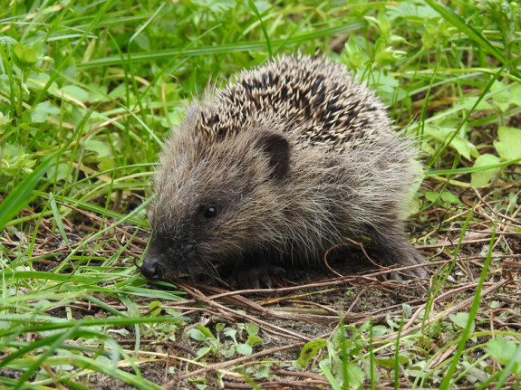 Egel (Erinaceus europaeus)