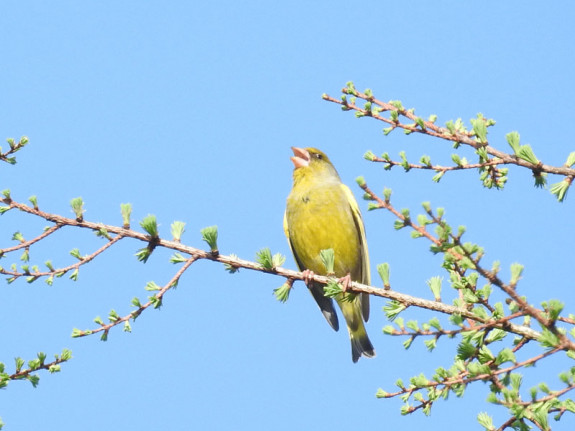 Groenling (Chloris chloris)