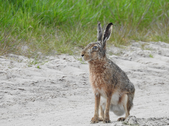Haas (Lepus europaeus)