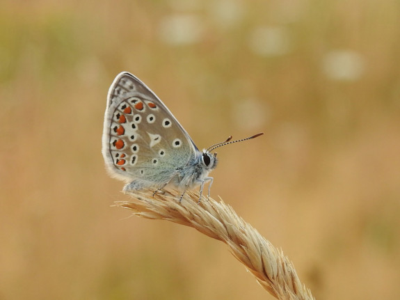 Icarusblauwtje (Polyommatus icarus)