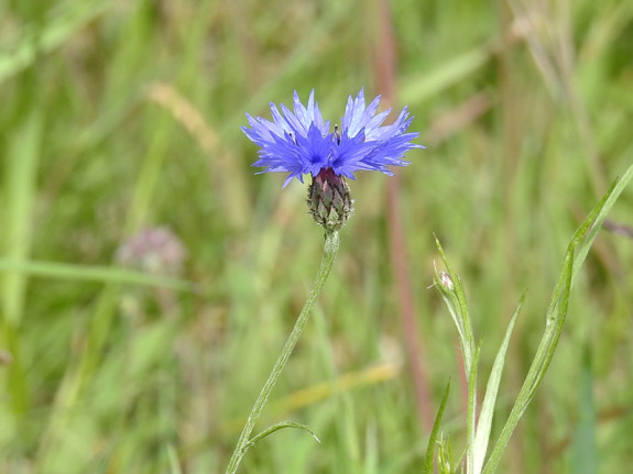 Korenbloem (Centaurea cyanus)