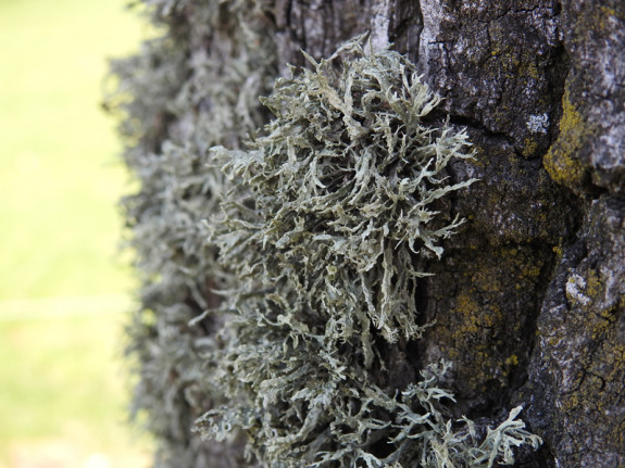 Melig Takmos (Ramalina farinacea)