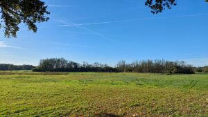 Uitgestrekte groene weide met bomenrijen onder een heldere blauwe hemel.