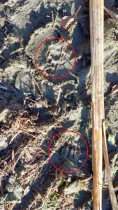 Modderige grond met diersporen omcirkeld in rood, verspreid takjes en bladeren.