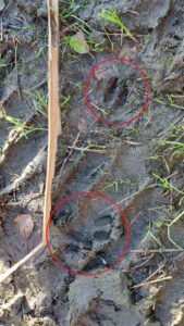 Dierenpootafdrukken in modderige grond, omringd door gras en blaadjes.