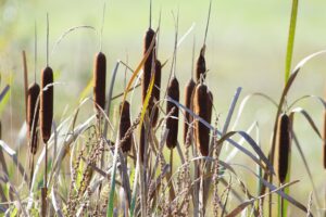 Bruine rietpluimen en lang gras zwaaien in de wind tegen een onscherpe groene achtergrond.