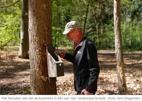 Man controleert nestkast aan boom in bosomgeving.