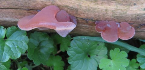 Paddenstoelen in het Koepelbos