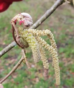 Tak met hazelaar katjes en kleine rode bloemen tegen onscherpe groene achtergrond.
