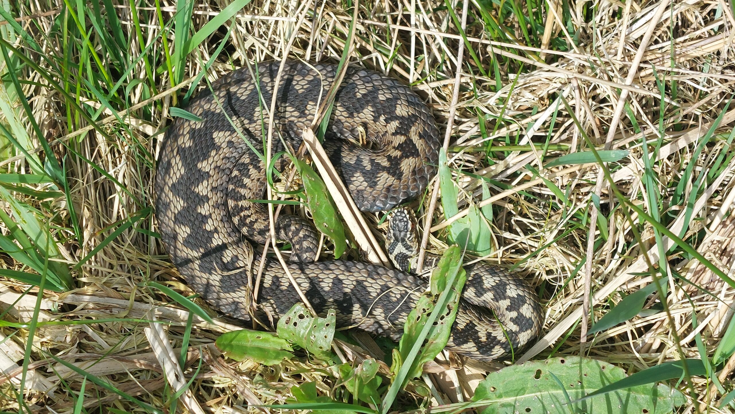 Een adder ligt opgerold tussen gras en droog gras in de zon.