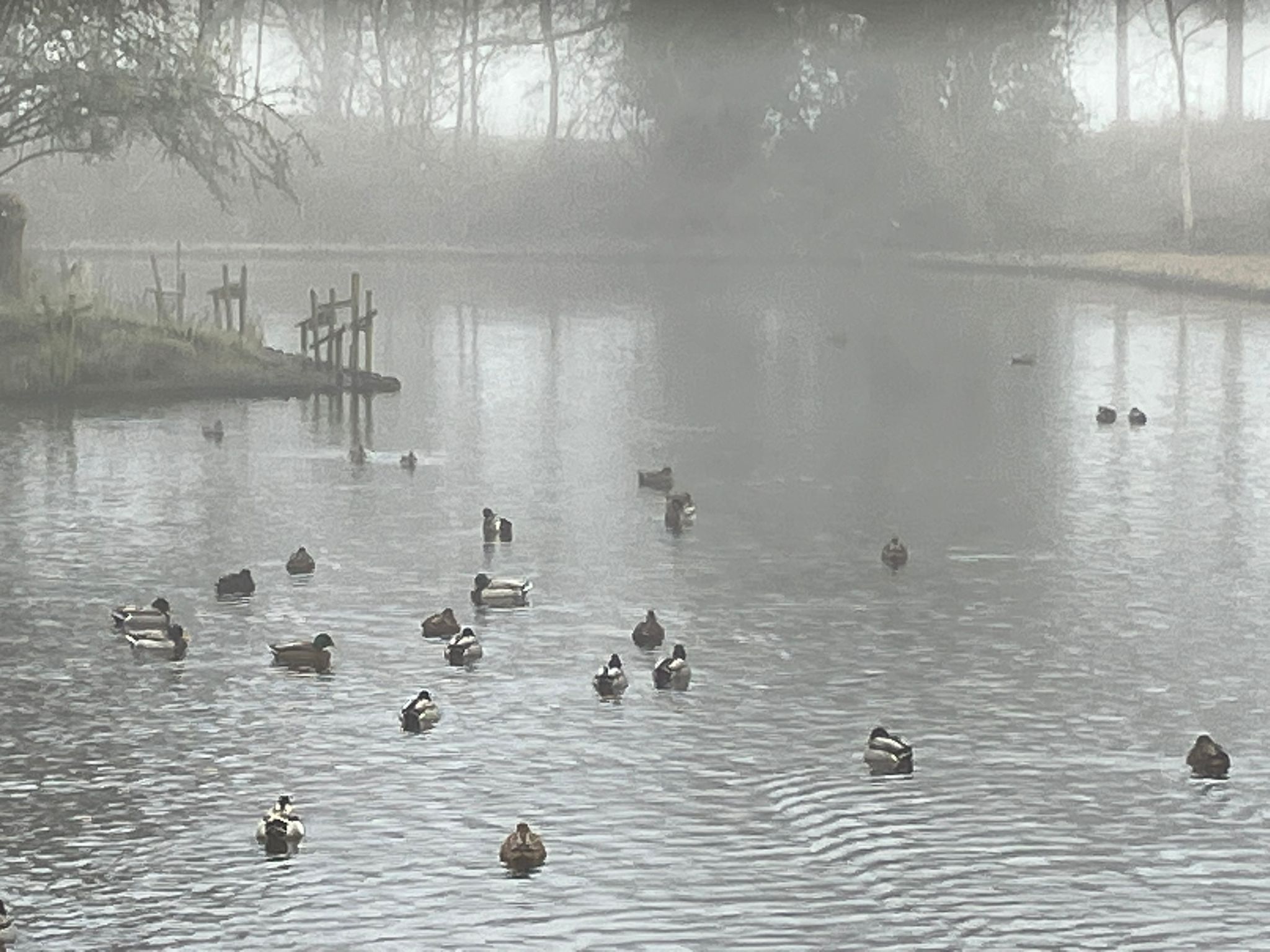 Eenden zwemmen op een mistige vijver, omringd door bomen.