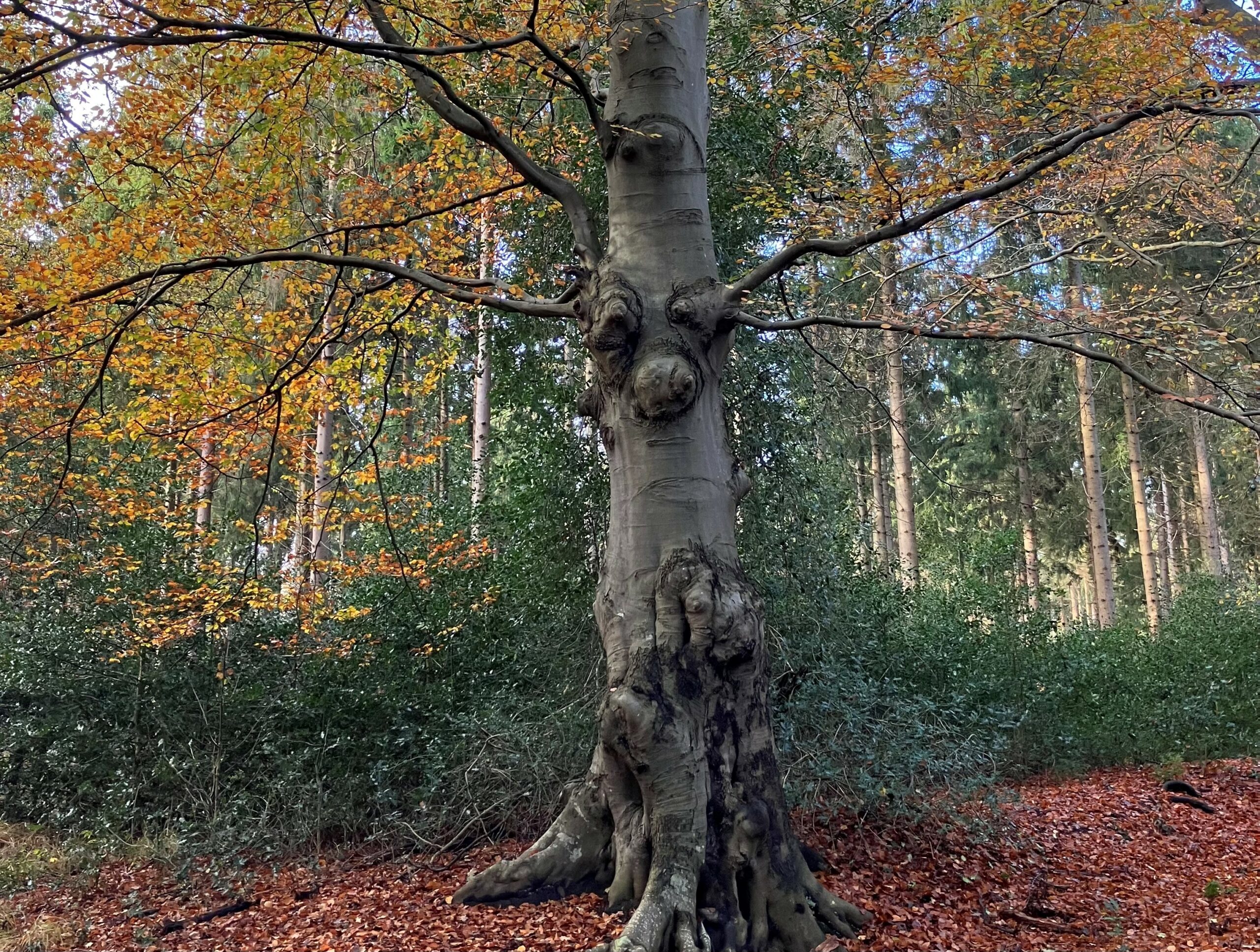 Boom met herfstbladeren en opvallende knobbels in een bosrijk gebied.