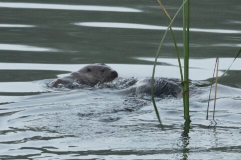 Een otter zwemt in kalm water naast rietstengels.