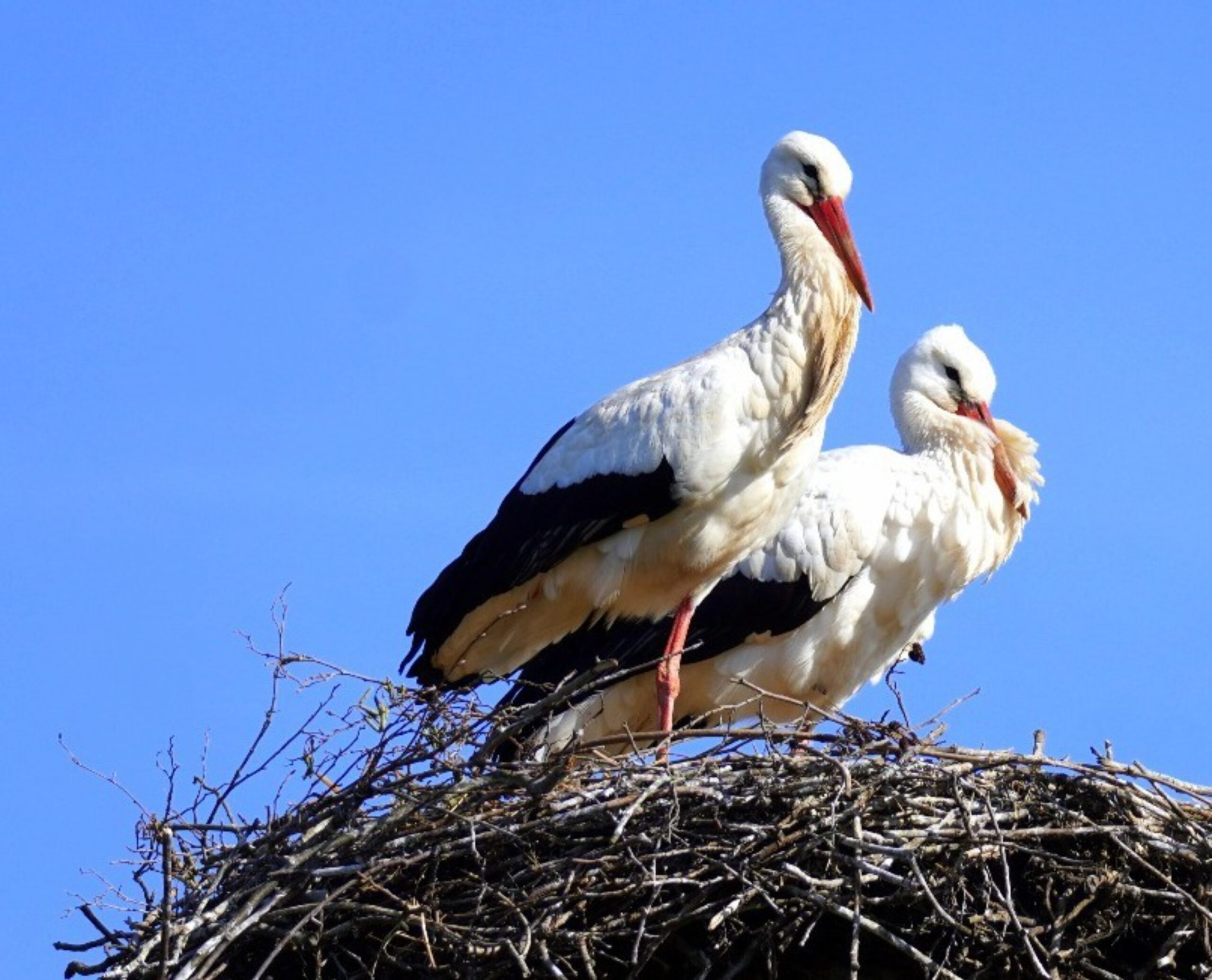 Twee ooievaars op een nest takken tegen een heldere blauwe lucht.