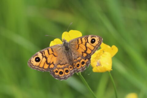 Oranje vlinder met zwarte stippen op gele bloemen tegen een groene achtergrond.