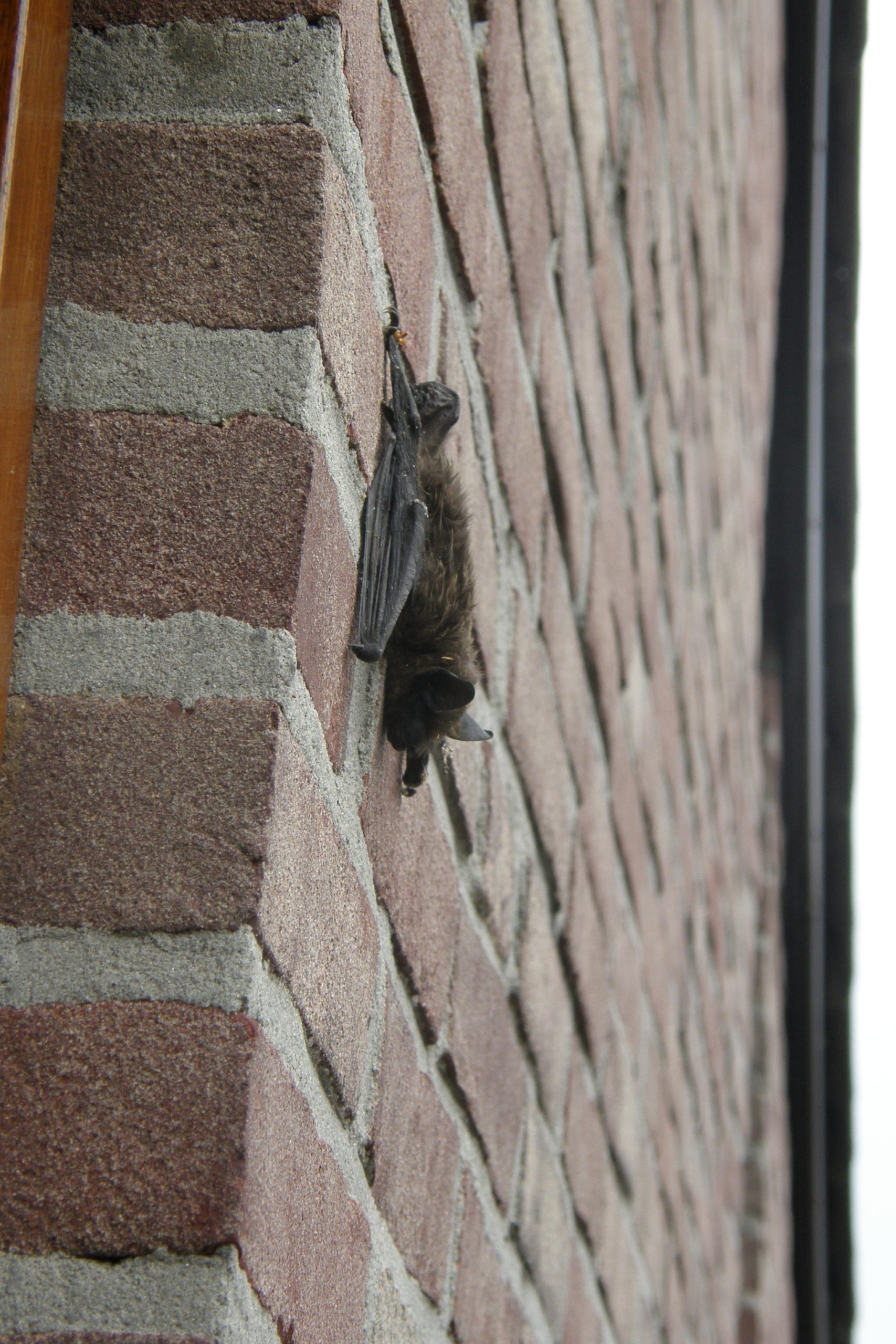 Vleermuis hangt aan een bakstenen muur bij daglicht.