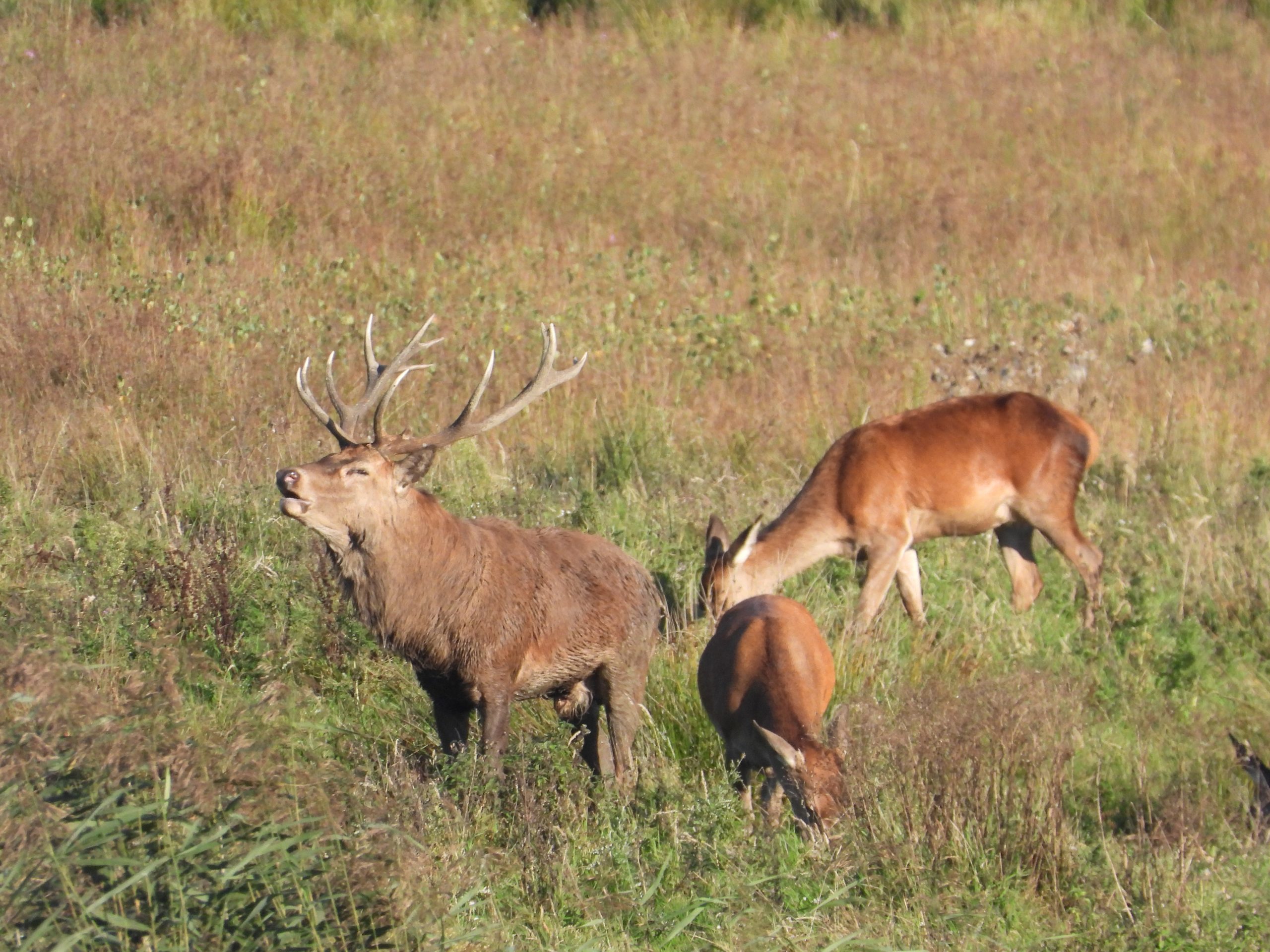 Een edelhert met groot gewei en twee grazende hinden in een grasveld.