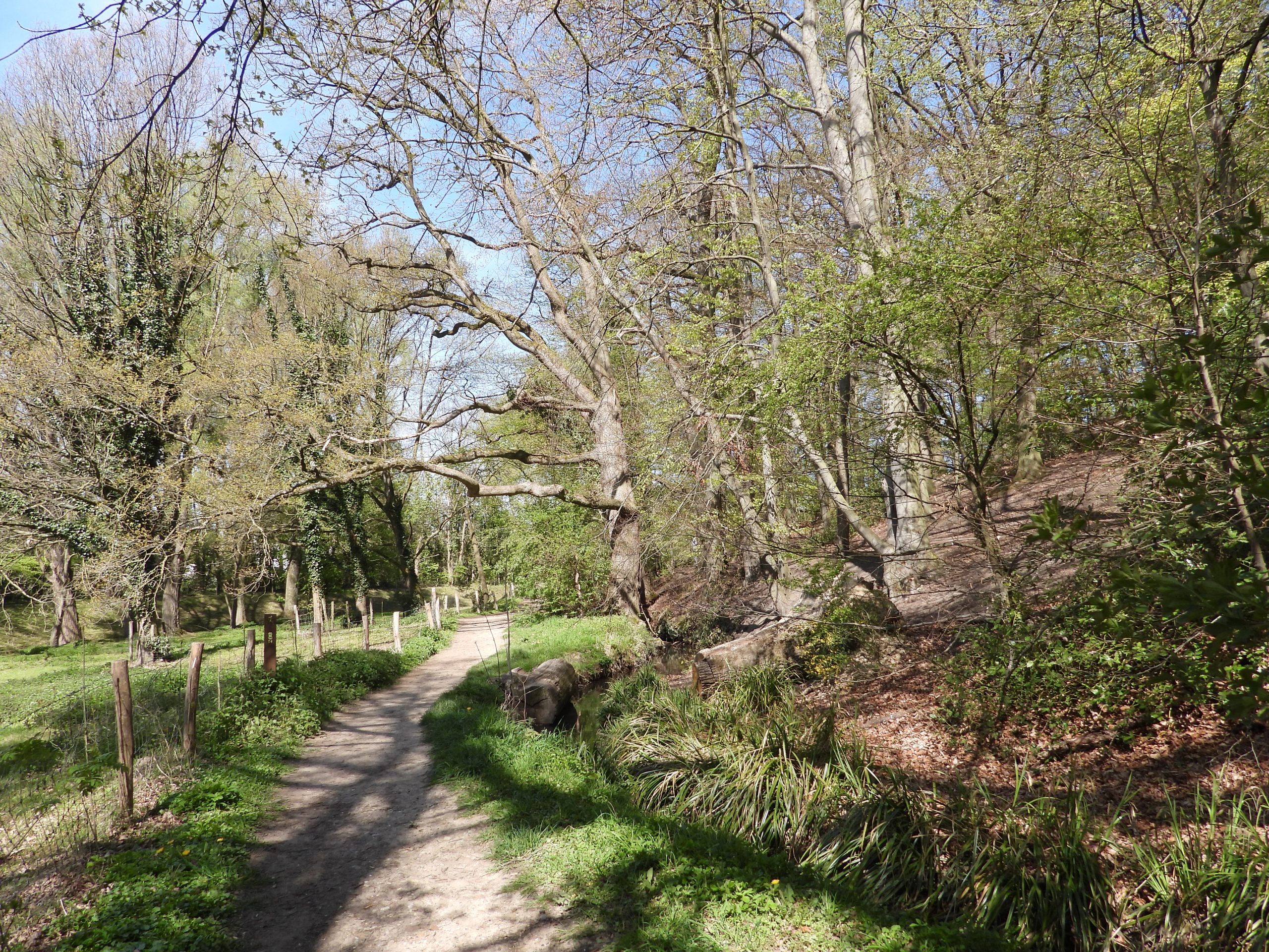 Bosrijk pad omringd door groene bomen en struiken op een zonnige dag.