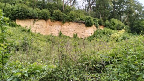 Begroeide zandsteenklif met dichte vegetatie en bomen erboven, omgeven door groen struikgewas.