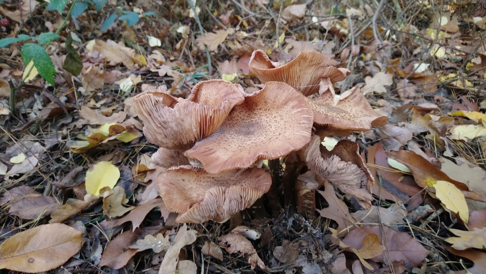 Bruine paddenstoelen en herfstbladeren op bosgrond.