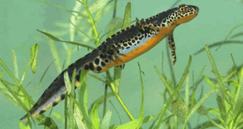 Een gevlekte salamander zwemt tussen groene planten in helder water.