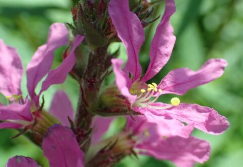 Paarse bloem in close-up met gele meeldraden en groene achtergrond.