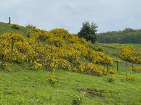 Groene heuvel met gele bremstruiken en enkele houten palen onder een bewolkte hemel.