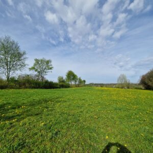 Groene weide met gele bloemen, omgeven door bomen onder een blauwe, lichtbewolkte hemel.
