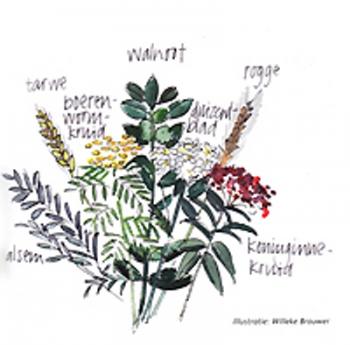Illustratie van diverse planten met labels: walnoot, rogge, duizendblad, alsem, berenklauw, enz.