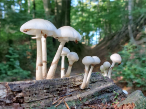 Witte paddenstoelen groeien op een boomstam in een groen bos.