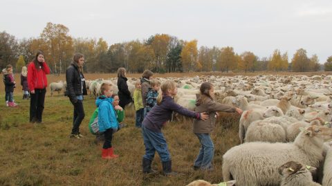 tussen de schapen