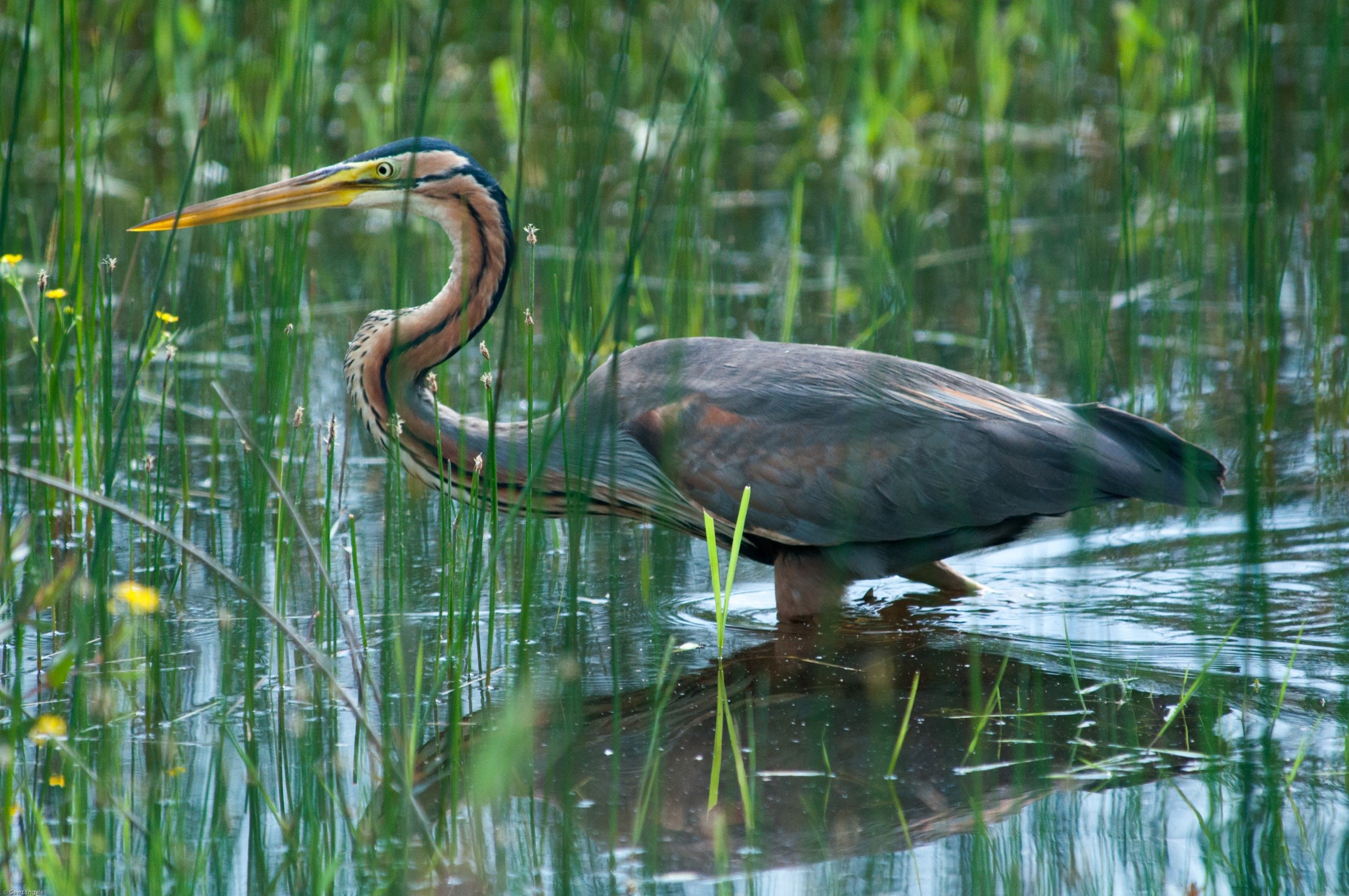 purperreiger