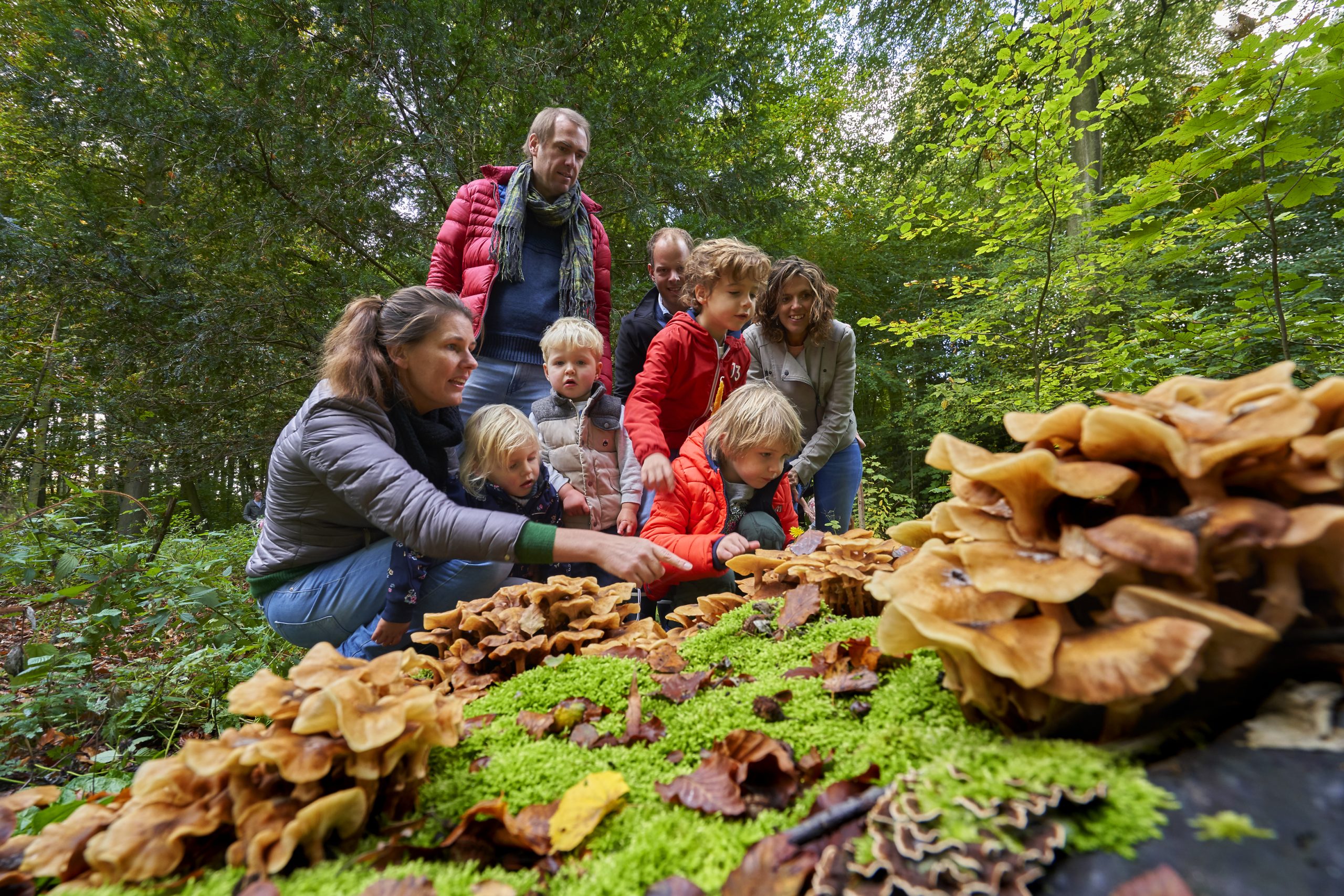 paddenstoeldag