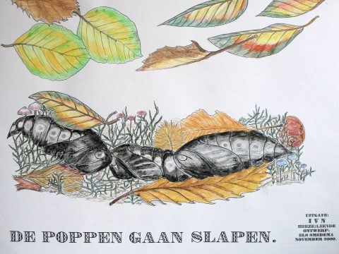 vlinder poppen