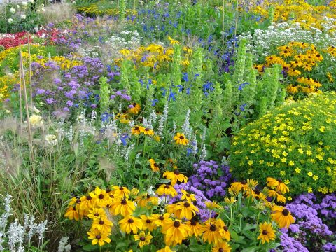 Bloemen-biodiversiteit
