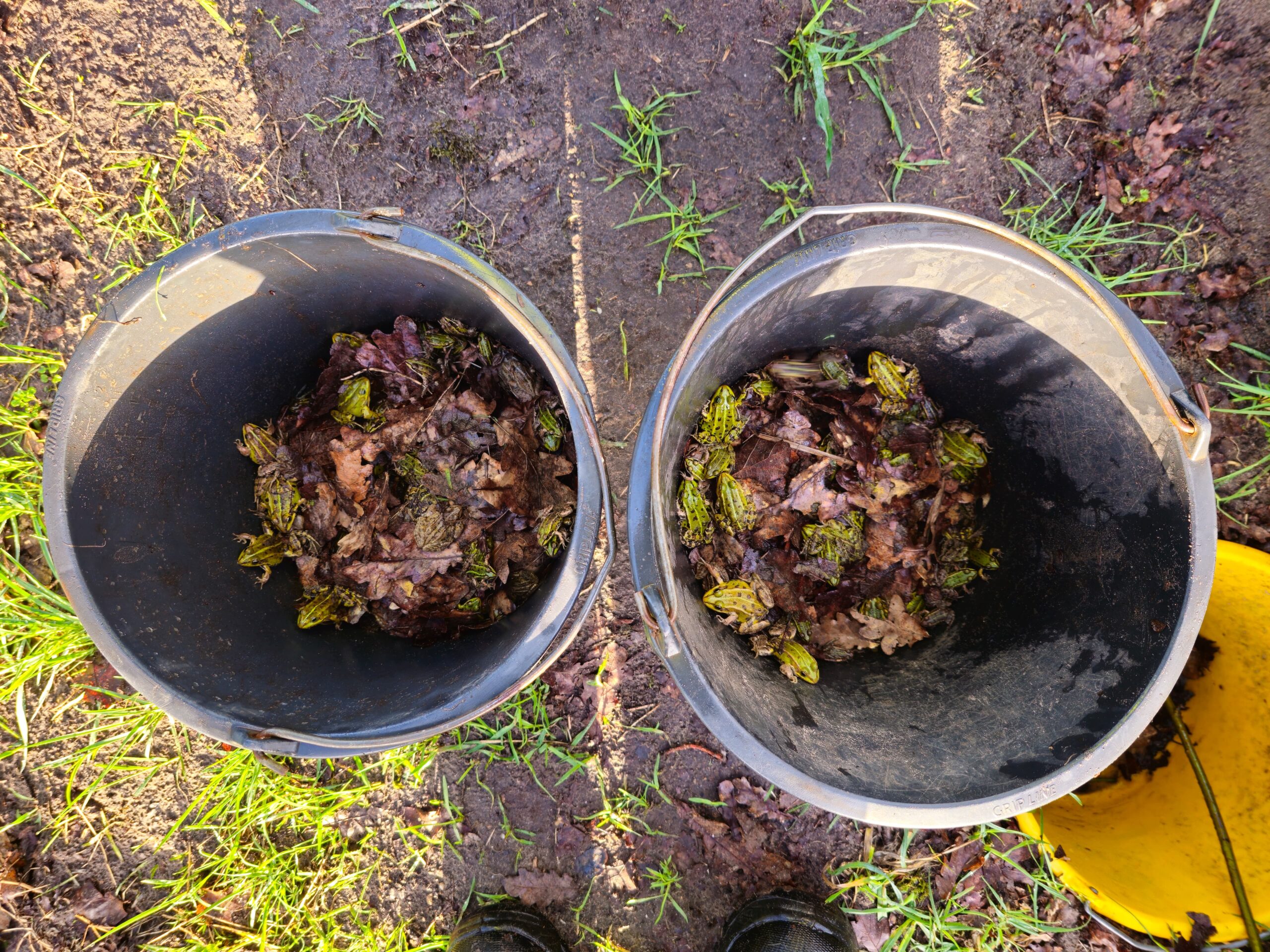 Twee emmers vol met kikkers en bladeren op aarde en gras.