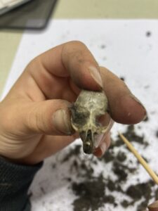 uilen ballen uitpluizen 4