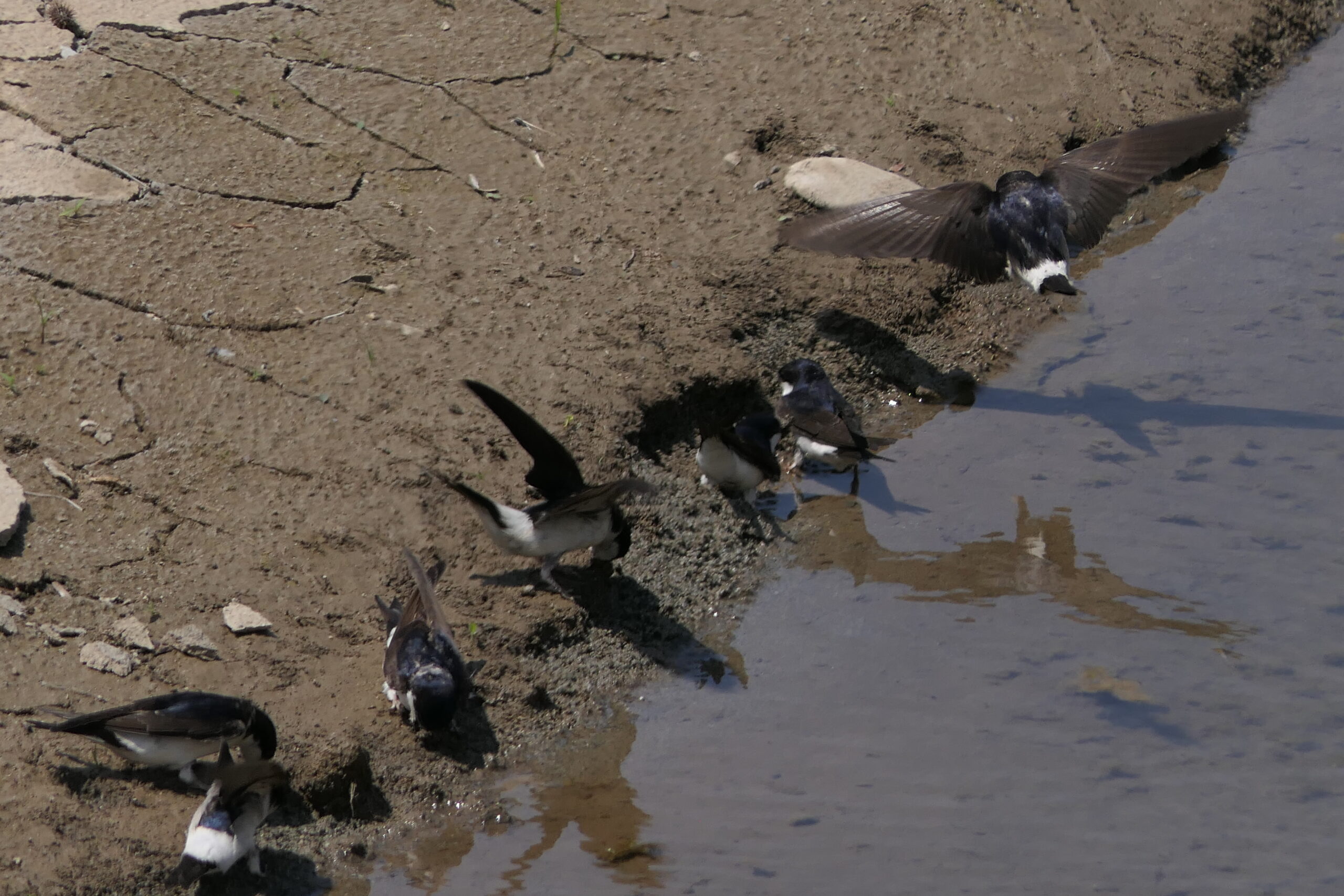 Vogels aan een modderige oever, sommigen vliegen, anderen zitten bij het water.