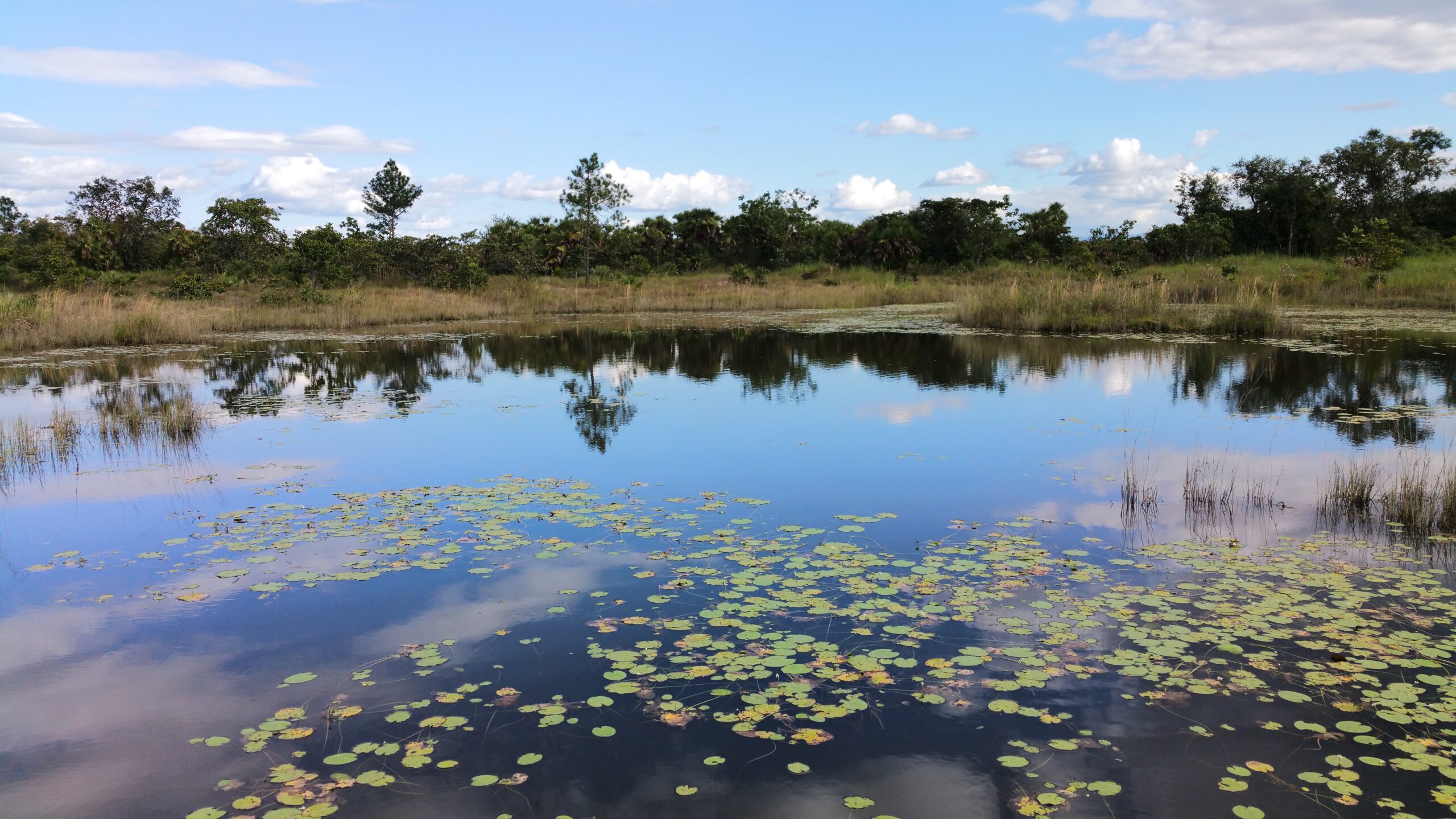 Rustig meer met drijvende waterlelies en weerspiegelde bomen onder een blauwe lucht.